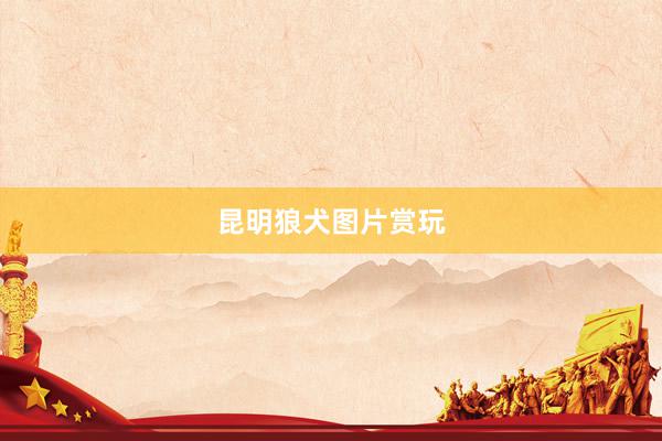 昆明狼犬图片赏玩
